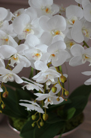 Gallena, storczyk w srebrno-różowym naczyniu glamour, wys.58cm