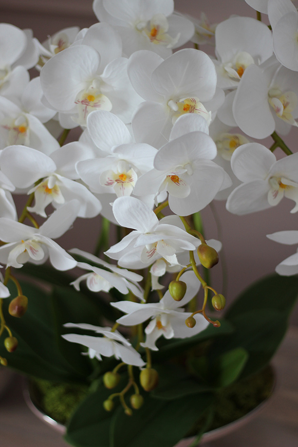 Gallena, storczyk w srebrno-różowym naczyniu glamour, wys.58cm