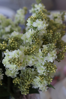 Wiosna w Mieście, wiosenny bukiet bzów w kryształowym wazonie, wym.50x40cm