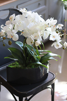 ekskluzywny storczyk Manfredo w antracytowej donicy, wys.57cm 