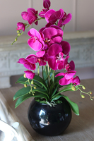 Fuksja Renira, storczyk w czarnym naczyniu, wys.64cm