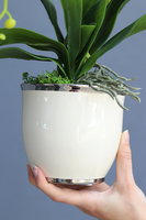 Glamour Ecru Mini, gumowy sztuczny storczyk, wys.48cm