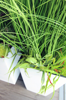 kompozycja Trawy Anna w białej donicy,  wys.160cm 