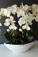 storczyk Laos Big w białej donicy wys.67cm