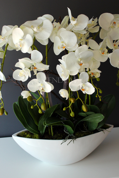 storczyk Laos Big w białej donicy wys.67cm