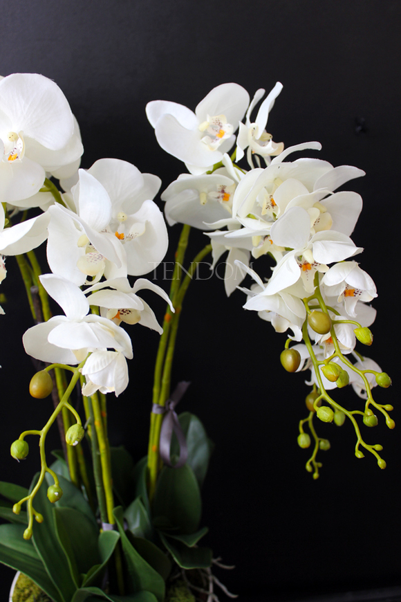 storczyk Santana w plastikowej donicy, idealny jako wkład do innych donic, wys.80cm