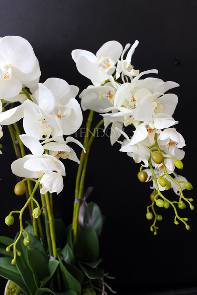 storczyk Santana w plastikowej donicy, idealny jako wkład do innych donic, wys.80cm