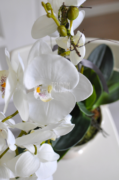 storczyk Marrakesz w ceramicznej, białej donicy wys.54cm