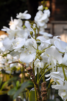 storczyk Design mniejszy w białej donicy, wys.60cm