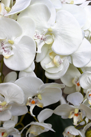 obfity storczyk Black Orchid w donicy, wys.65cm