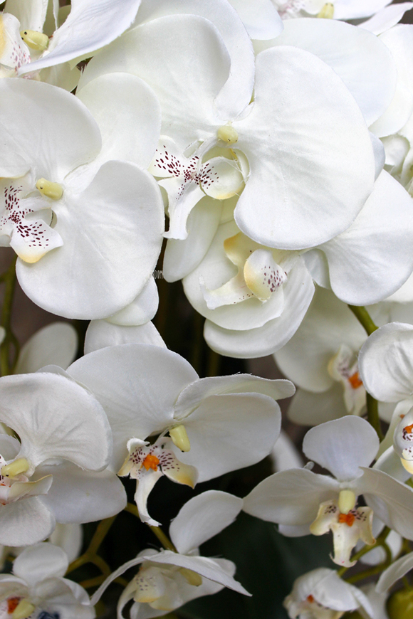 obfity storczyk Black Orchid w donicy, wys.65cm