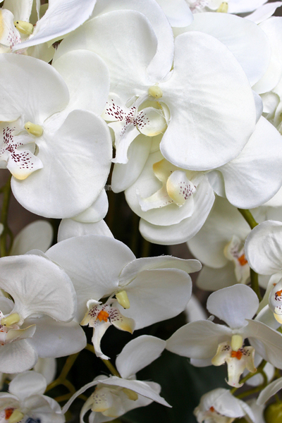 obfity storczyk Black Orchid w donicy, wys.65cm