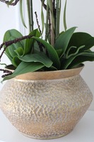 Goldiana, gumowy storczyk w złotej eleganckiej donicy, wys.68cm