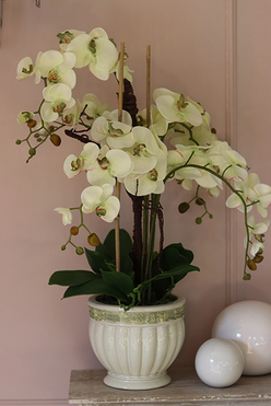 Ferrano, elegancki storczyk w oryginalnej donicy, wys.80cm 