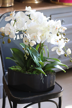 ekskluzywny storczyk Manfredo w antracytowej donicy, wys.57cm 