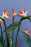 egzotyczna kompozycja, Strelicja Fiberglass Grande, wym.165cm 