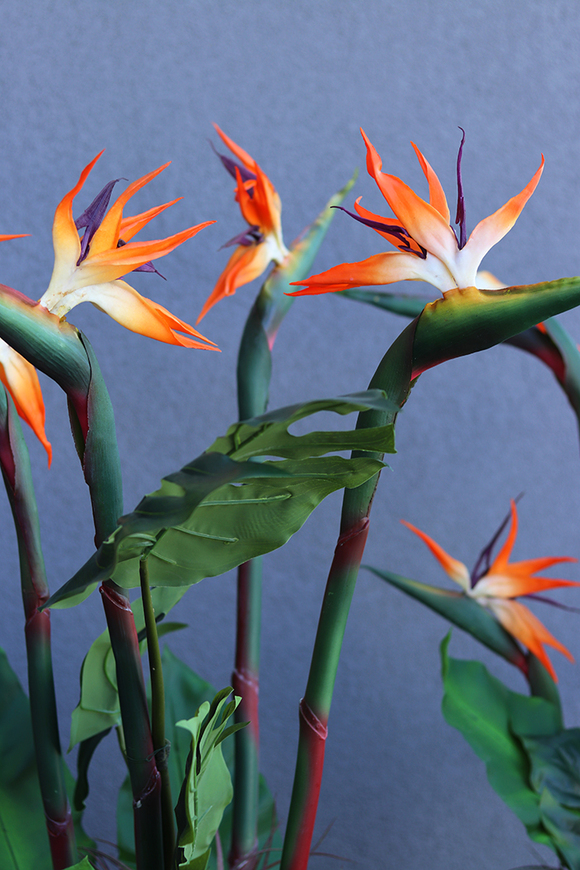 egzotyczna kompozycja, Strelicja Fiberglass Grande, wym.165cm 