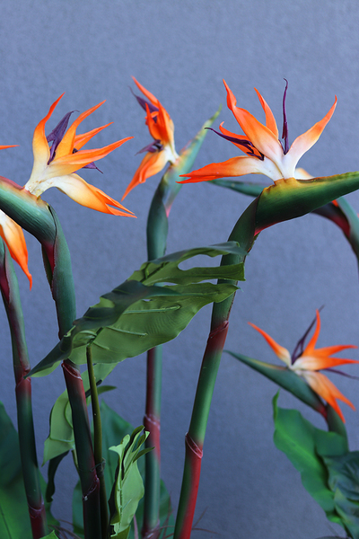 egzotyczna kompozycja, Strelicja Fiberglass Grande, wym.165cm 