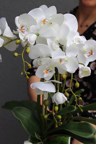 Nemito, sztuczny storczyk w białej, kwadratowej donicy, wys.53cm