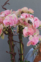 gumowy storczyk w białej donicy, Mediolan Finestra Granada, wys. 124cm