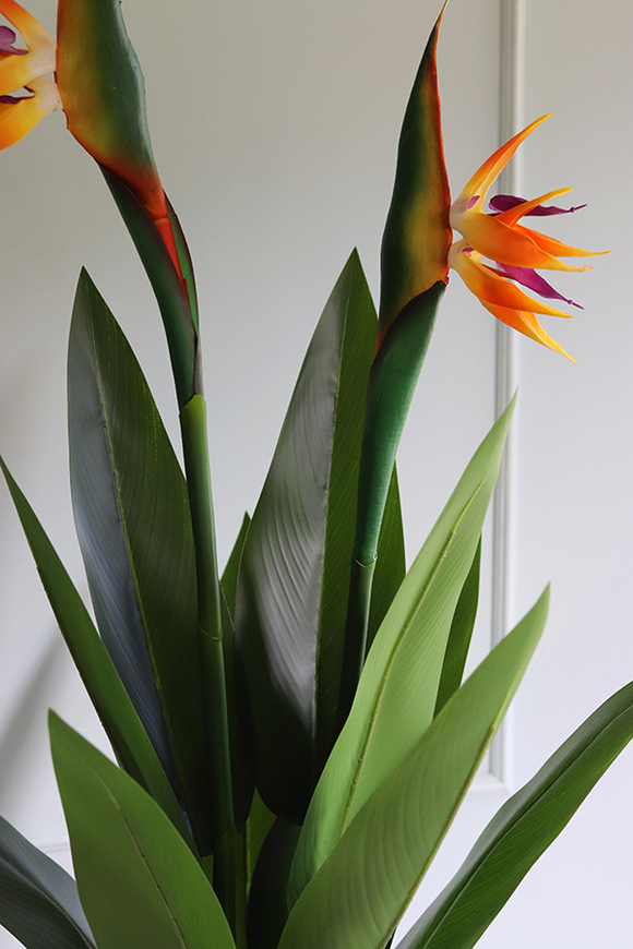 egzotyczna kompozycja w białej donicy, Strelicja Double, wys.110cm