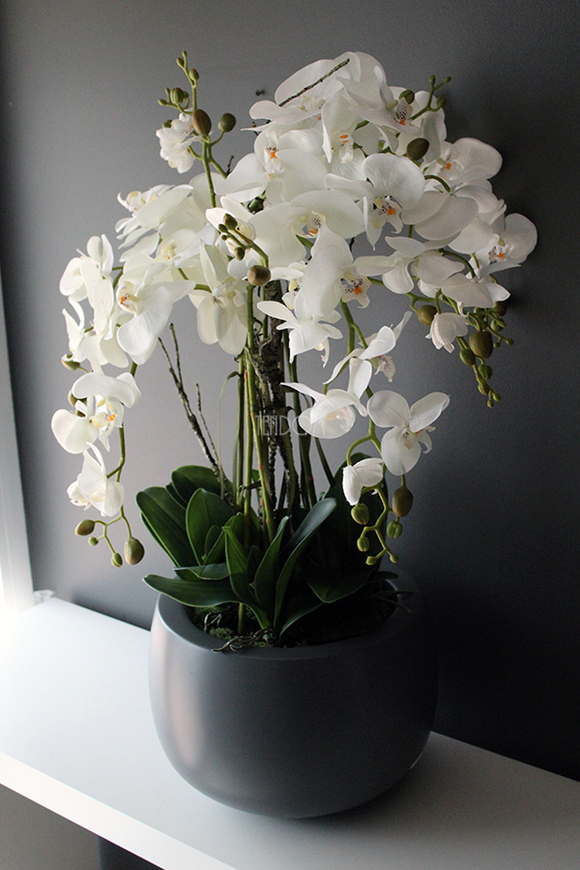 efektowny storczyk Fiberglass Grande Grey Matt w szarej matowej donicy, wys.85cm