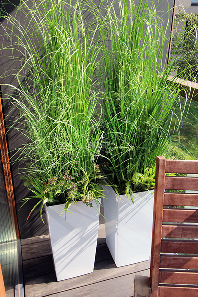 kompozycja Trawy Anna w białej donicy,  wys.160cm 