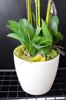 storczyk Santana w plastikowej donicy, idealny jako wkład do innych donic, wys.80cm