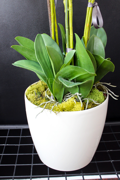 storczyk Santana w plastikowej donicy, idealny jako wkład do innych donic, wys.80cm