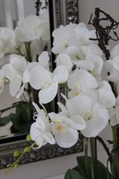 Goldiana, gumowy storczyk w złotej eleganckiej donicy, wys.68cm