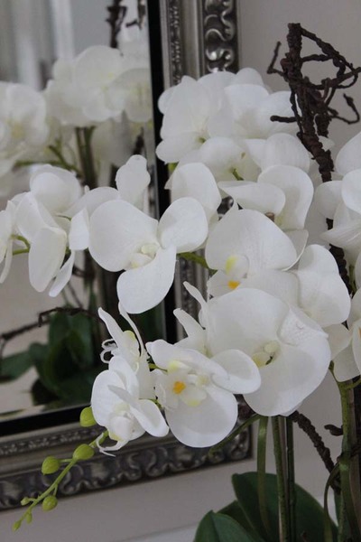 Goldiana, gumowy storczyk w złotej eleganckiej donicy, wys.68cm