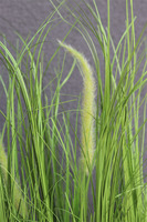 Greta Summer, kompozycja z traw w białej donicy z kłosami, wys.86cm 