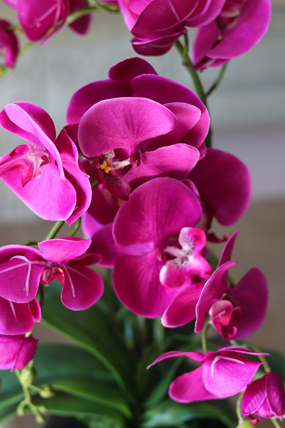 Fuksja Renira, storczyk w czarnym naczyniu, wys.64cm