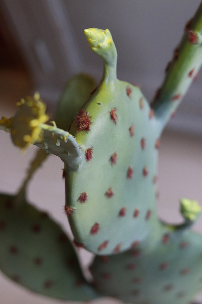 Kaktus Dakota, sztuczna opuncja, duża, wys.98cm 