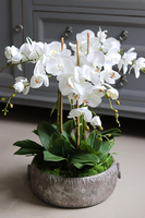 efektowny storczyk w metalowej misie, Ferrata, wys.58cm