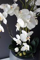 efektowny storczyk Fiberglass Grande Grey Matt w szarej matowej donicy, wys.85cm