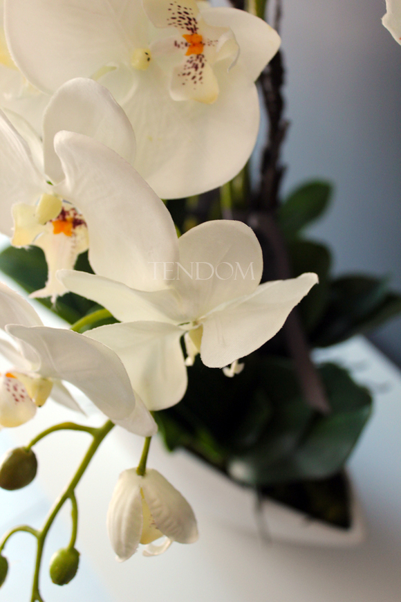 storczyk Laos Big w białej donicy wys.67cm