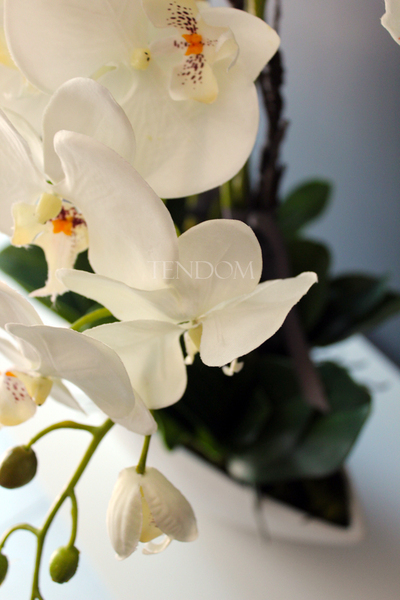 storczyk Laos Big w białej donicy wys.67cm