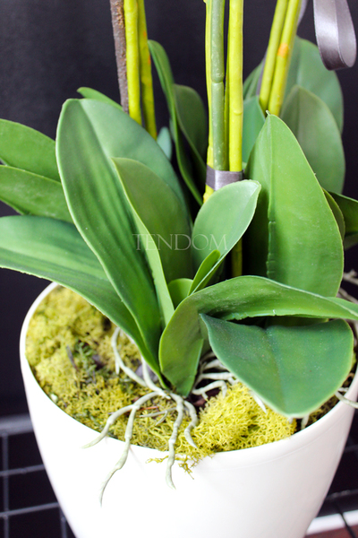 storczyk Santana w plastikowej donicy, idealny jako wkład do innych donic, wys.80cm