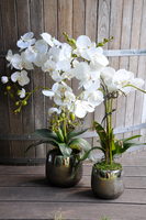 storczyk Enzo w miedzianej donicy, wys.70cm