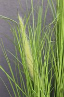 Greta Summer, kompozycja z traw w białej donicy z kłosami, wys.86cm 