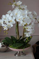 Gallena, storczyk w srebrno-różowym naczyniu glamour, wys.58cm