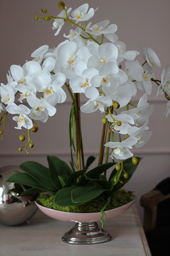 Gallena, storczyk w srebrno-różowym naczyniu glamour, wys.58cm