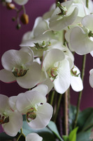 Ferrano, elegancki storczyk w oryginalnej donicy, wys.80cm 