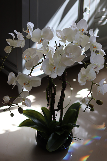 ekskluzywny storczyk Manfredo w antracytowej donicy, wys.57cm 