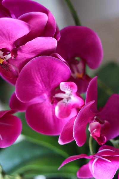 Fuksja Renira, storczyk w czarnym naczyniu, wys.64cm