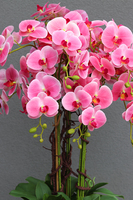 bardzo duży gumowy storczyk w białej donicy, Mediolan Pink, wys.130cm