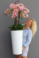 gumowy storczyk w białej donicy, Mediolan Finestra Granada, wys. 124cm