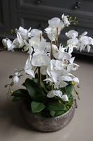 efektowny storczyk w metalowej misie, Ferrata, wys.58cm