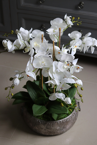 efektowny storczyk w metalowej misie, Ferrata, wys.58cm